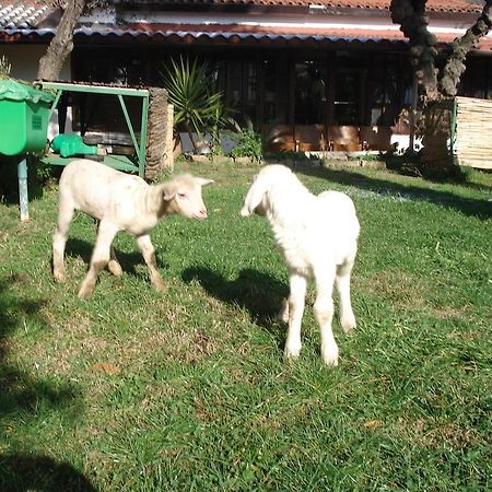 فيلا Agriturismo La Vecchia دولشياكا المظهر الخارجي الصورة
