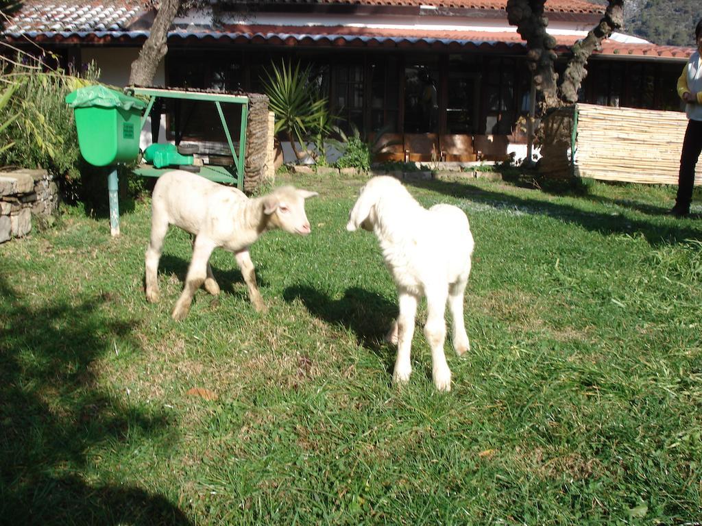 فيلا Agriturismo La Vecchia دولشياكا المظهر الخارجي الصورة